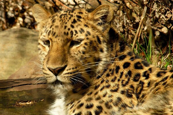 Spotted leopard came to drink