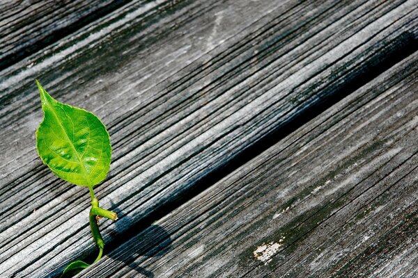 Une pousse verte se fraye un chemin à travers une fente dans les planches