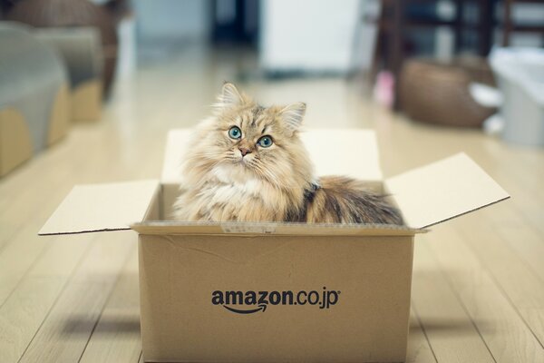 A long-haired cat in an Amazon box