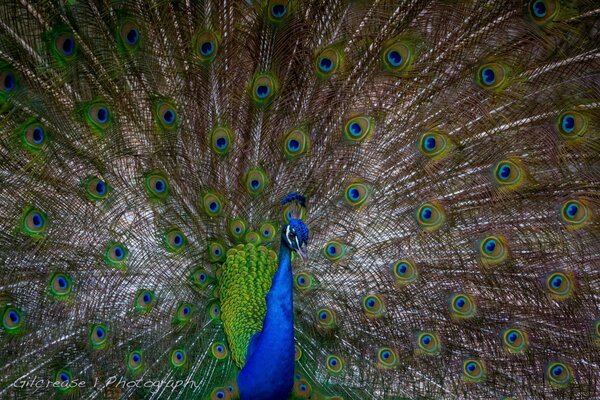 Peacock-bel homme a dissous sa queue