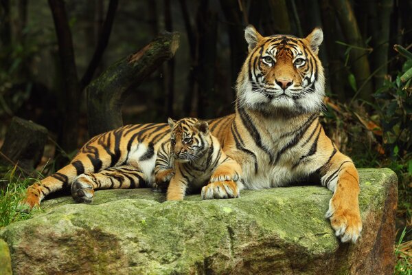 Tigre con naturaleza de tigre