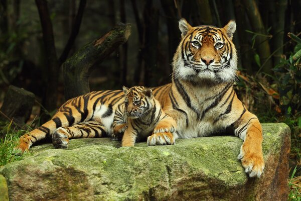 Tigre con tigre natura