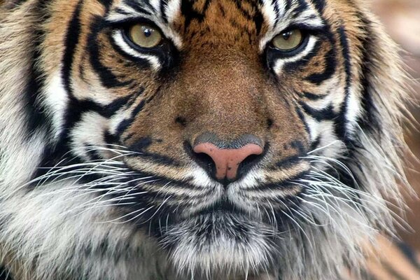 Tigre real. La mirada del depredador