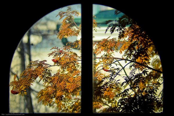 Hojas de ceniza de montaña de color naranja mirando por la ventana