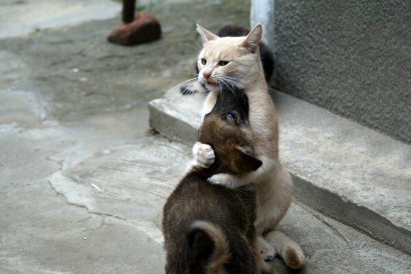 Amicizia tra gatto e cane all aperto