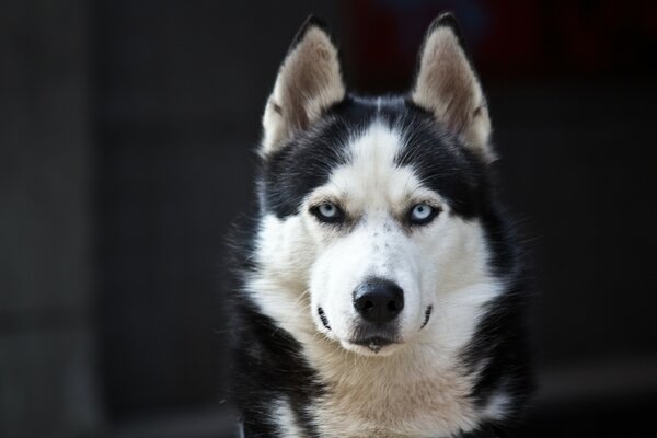 Blue-eyed husky cute looking at the camera