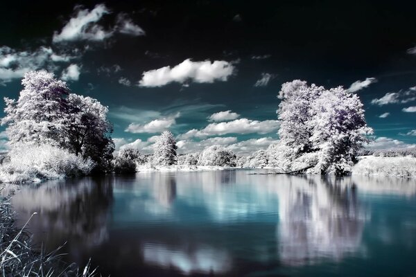 Snow-covered trees by an icy river