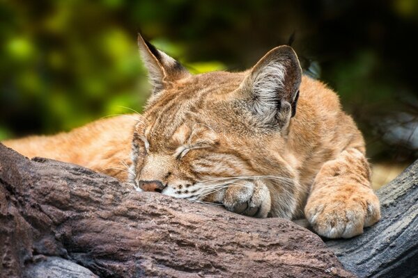 La lince dorme dolcemente su un albero