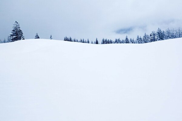 Una línea de abetos cubiertos de nieve en una colina cubierta de nieve contra un cielo densamente nublado