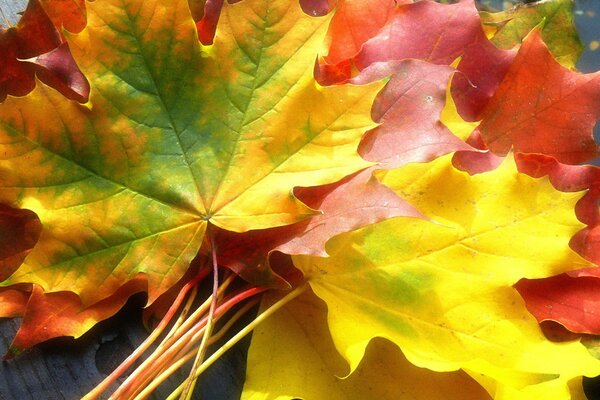 Bouquet of multicolored maple leaves