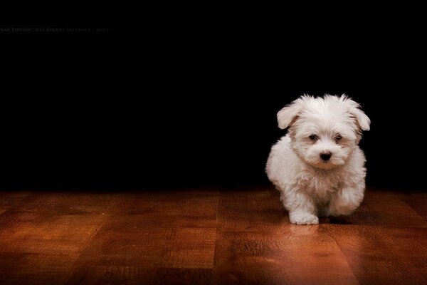 El cachorro blanco corre hacia