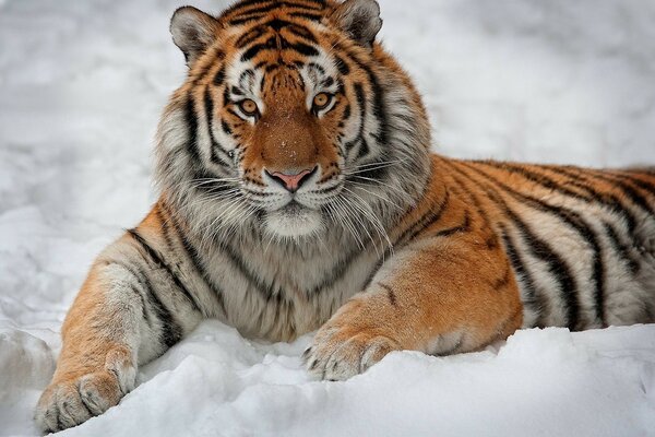 Beau Lion avec intérêt se trouve sur la neige