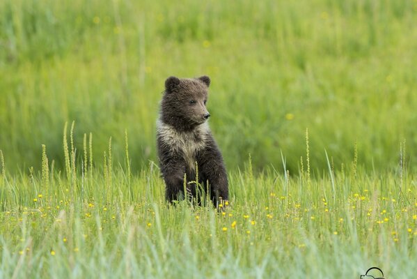 A teddy bear walking in a meadow