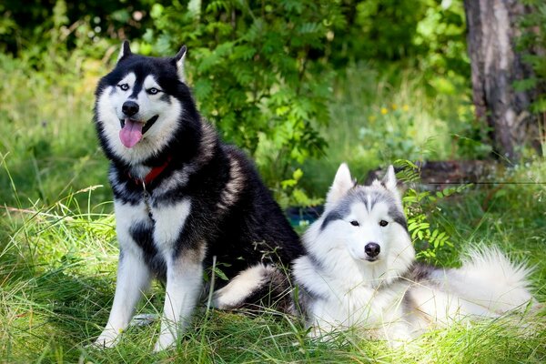 Der Husky-Hund ist die besten Freunde des Menschen