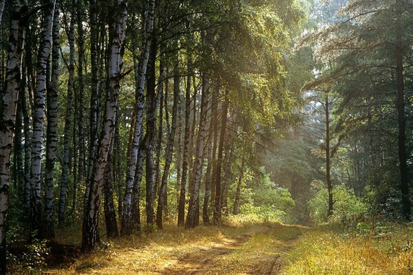 Strada forestale illuminata dal sole