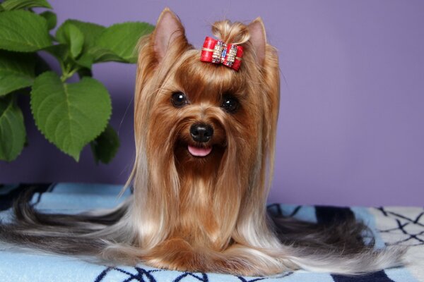 Yorkshire terrier with a cute bow