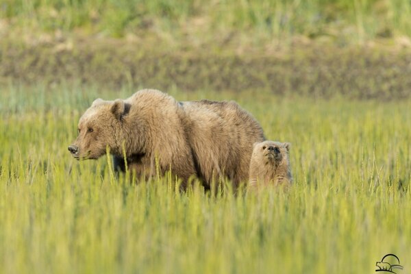 Orso con orso che cammina nel prato