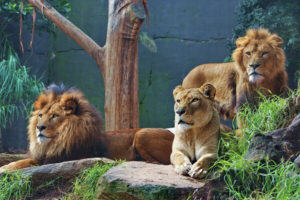 Pride of lions on overgrown rocks