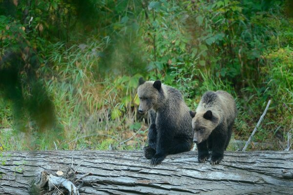 Grizzlybären springen im Wald über einen Baumstamm