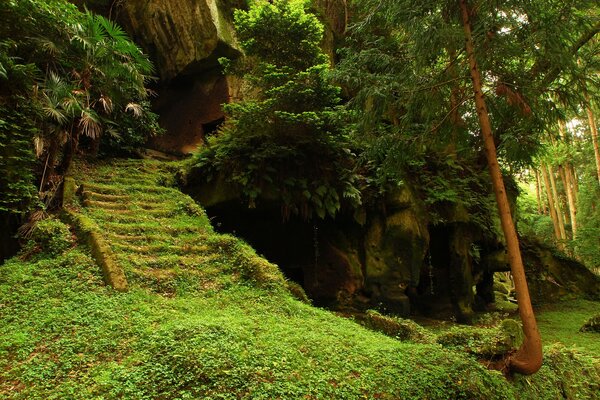 Casa al pie de un árbol en el bosque