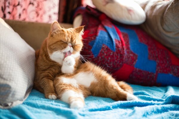 Red exotic cat among the pillows