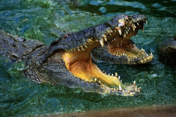 Les dents du crocodile dans la forteresse ressemblent à de la pierre