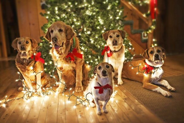 Perros elegantes en el piso de vacaciones del árbol de Navidad