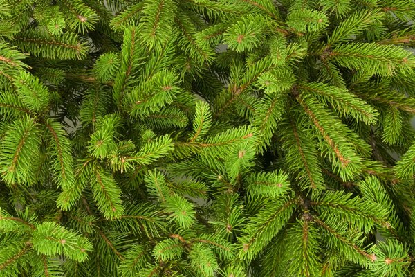 Green background of fir branches