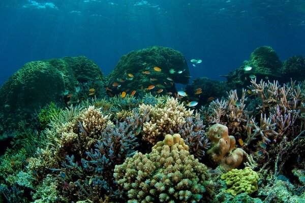Fische im Meer von unten unter Korallen