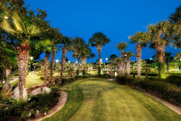 Evening palm trees at the resort hotel