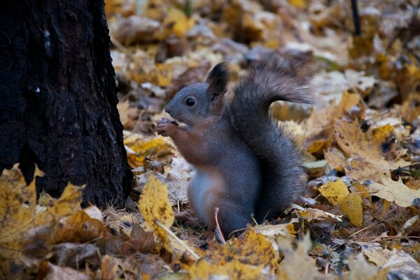 Squirrel in the park serving nuts