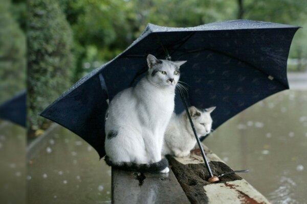 Chats sous un parapluie par temps de pluie