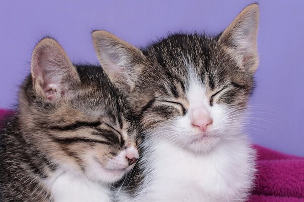 Cute kittens are sleeping