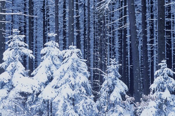 Arbre de Noël sous la neige dans la forêt