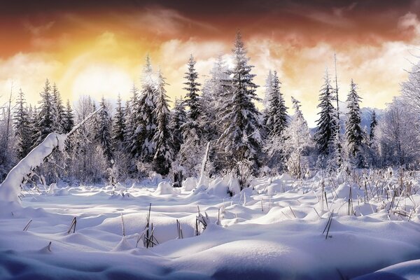 A forest with Christmas trees in the forest. Winter Sky color