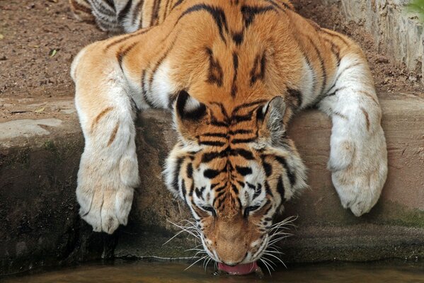 A tiger looks defenseless at a watering hole