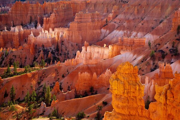 Canyon of orange layered rocks with green fir trees