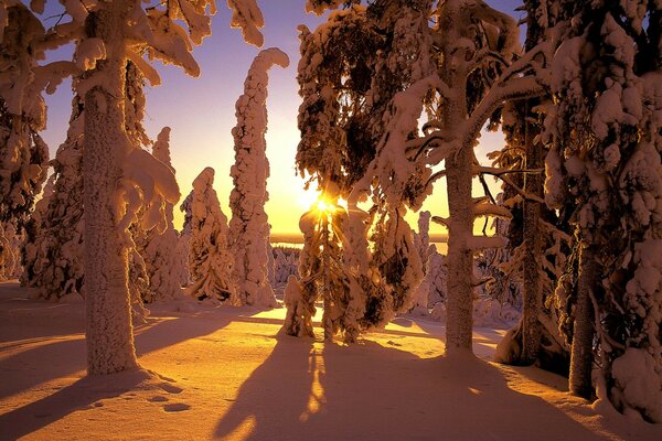 Foresta invernale al tramonto