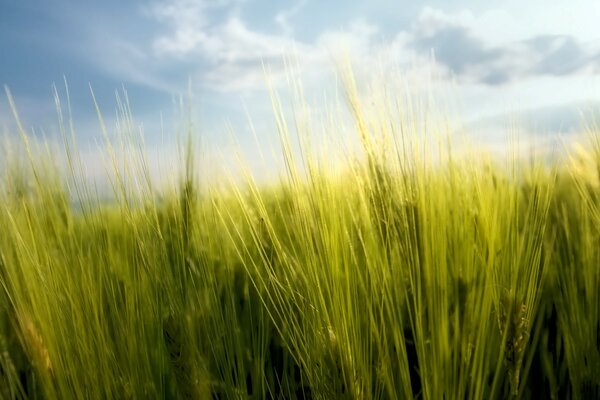 Hierba verde larga y espesa contra un cielo nublado