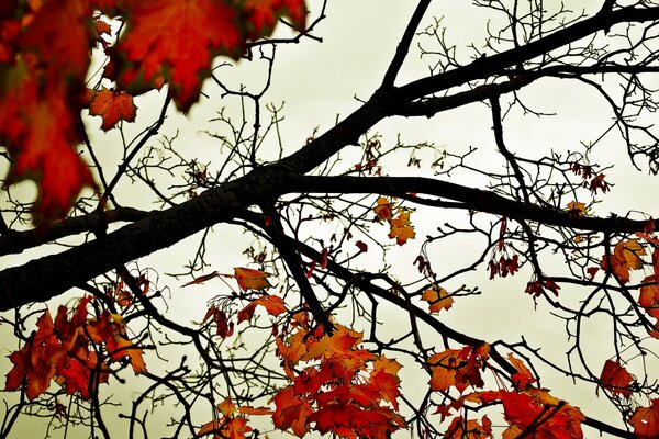 Autunno. Foglie rosse sull albero