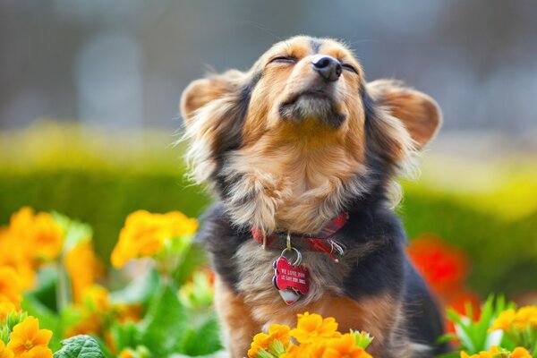 Lindo cachorro disfruta del verano