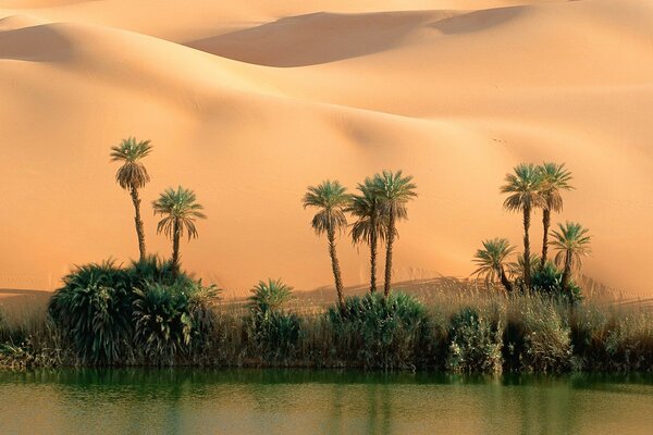 An oasis in the desert with palm trees and water
