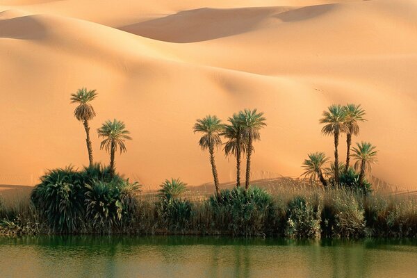 Oasi nel deserto con palme e acqua