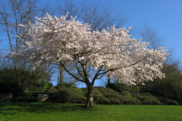 Blühende üppige Kirsche im Frühling