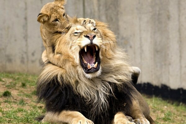 Un León bostezando en los brazos de un cachorro de León