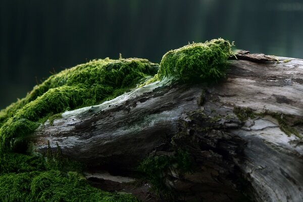 Green moss on a fallen tree in the forest