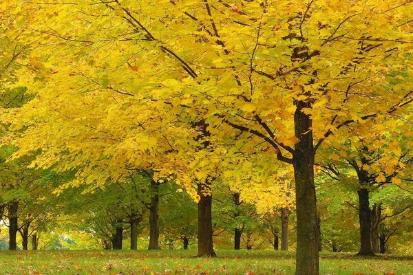 Feuilles jaunies sur les arbres en automne