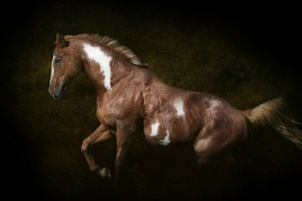 Cheval sur fond sombre-photographie gagnant-gagnant