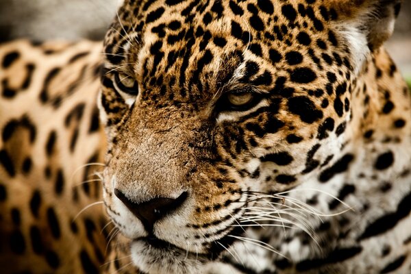 Jaguar. Eine Wildkatze. Die Schönheit