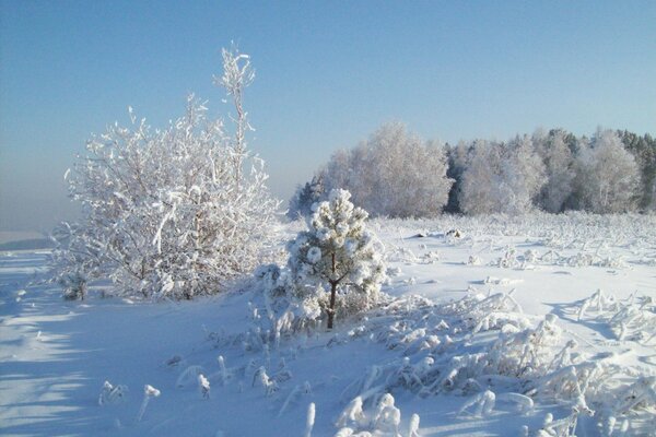 Paisaje de invierno, árboles en la nieve